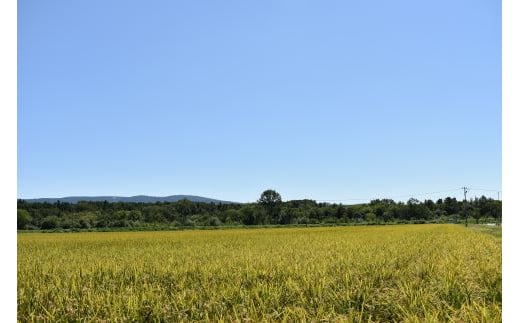 【北海道士別市】※令和6年産米※上士別の生産者がつくるななつぼし「玄米」5㎏×4袋