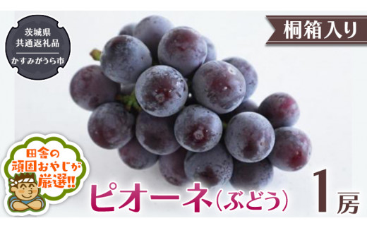 【 桐箱入り 】ピオーネ〈ぶどう〉 1房 【令和6年8月から発送開始】（県内共通返礼品：かすみがうら市産） ぶどう ピオーネ 果物 フルーツ 季節 旬