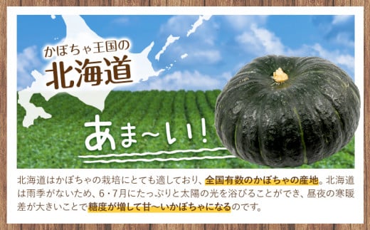 こふき かぼちゃ 南瓜 約5kg 3~4玉 《10月中旬-11月中旬頃出荷》高橋賢三 送料無料 北海道 本別町 北海道 十勝 本別町産 かぼちゃ 栗かぼちゃ パンプキン ホクホク 野菜