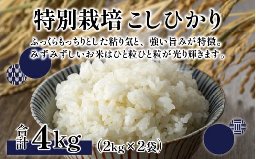 【令和6年産 新米】ベストファーマー ほたるの里 特別栽培こしひかり 4kg（2kg × 2袋） ＋ かぐらもち米 1.4kg 化学肥料不使用 農薬70％以上カット