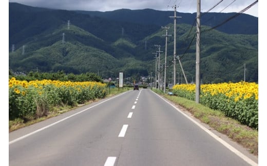 3002 国産 天然 長野県山形村産 マツタケ 約300g