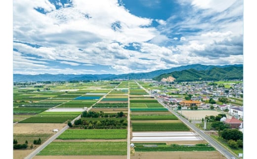 3002 国産 天然 長野県山形村産 マツタケ 約300g