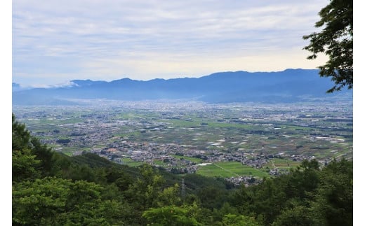 3002 国産 天然 長野県山形村産 マツタケ 約300g