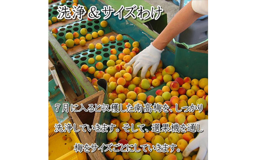 白干梅1kg　塩分約15％【和歌山産】紀州南高梅　印南町　いなみの里梅園　