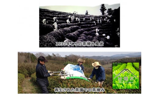 No.110 世羅玄米茶　120g×8袋 ／ お茶 茶葉 広島県