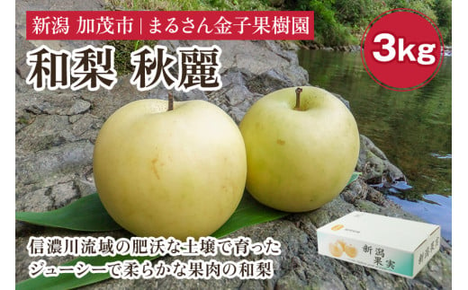 【贈答用】和梨 秋麗 3kg（6〜10玉）《8月中旬から順次発送》 果物 なし 梨 フルーツ 新鮮 産地 加茂市 まるさん金子果樹園