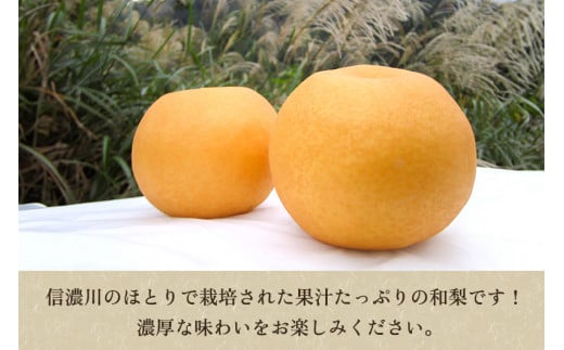 【贈答用】和梨 秋麗 3kg（6〜10玉）《8月中旬から順次発送》 果物 なし 梨 フルーツ 新鮮 産地 加茂市 まるさん金子果樹園