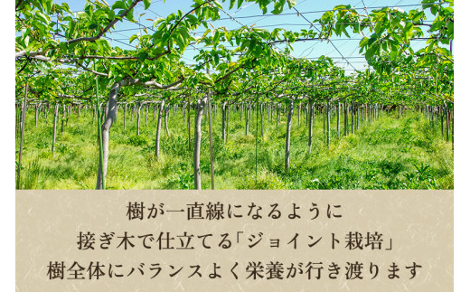 【贈答用】和梨 秋麗 3kg（6〜10玉）《8月中旬から順次発送》 果物 なし 梨 フルーツ 新鮮 産地 加茂市 まるさん金子果樹園