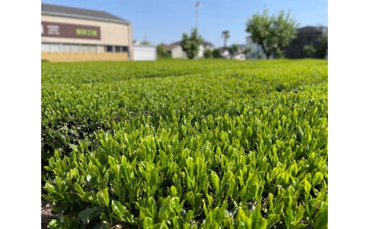 東京狭山銘茶『江戸の道』（深蒸し製法　100g×3本）　HAD002