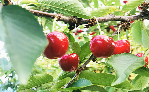 さくらんぼ 紅秀峰 ◯秀品 L玉 フードパック200g×4パック 2024年産 大石田町産 フルーツ 果物 山形県 ja-bsclp800