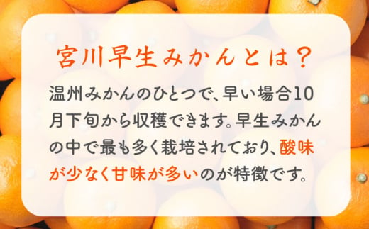 みかん 柑橘 果物 くだもの フルーツ 季節限定 数量限定 温州みかん ミカン 先行予約