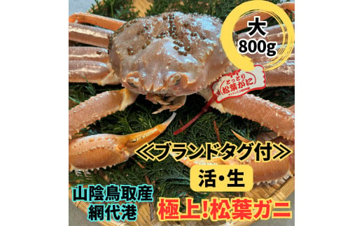 【ブランドタグ付】活！極上松葉ガニ（大）800g 鳥取網代港 岩美 松葉がに ズワイガニ かに カニ カニ鍋 かにすき 焼きがに 日本海【さかなや新鮮組】【22024】