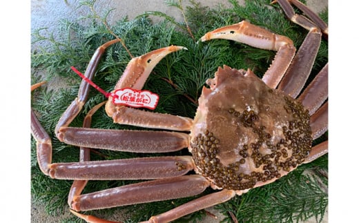 【ブランドタグ付】活！極上松葉ガニ（大）800g 鳥取網代港 岩美 松葉がに ズワイガニ かに カニ カニ鍋 かにすき 焼きがに 日本海【さかなや新鮮組】【22024】