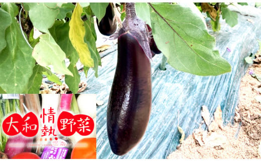 大和情熱野菜の玉手箱 ///旬 野菜 季節 セット 詰合せ 厳選 春 夏 秋 冬 直送 農家 無農薬 奈良県 広陵町