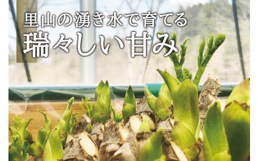 産地直送 朝採れ山菜 タラの芽 250g 山菜 天ぷら 天婦羅 パスタ 炒め物 お浸し 美味しい ご当地 取り寄せ 旬 料理 調理 ごはん 人気 おすすめ グルメ 食品 宮城