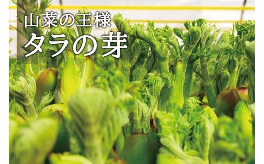 産地直送 朝採れ山菜 タラの芽 250g 山菜 天ぷら 天婦羅 パスタ 炒め物 お浸し 美味しい ご当地 取り寄せ 旬 料理 調理 ごはん 人気 おすすめ グルメ 食品 宮城