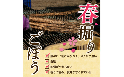 【先行受付】【2025年5月中旬より順次発送】北海道十勝芽室町 なまら十勝野 芽室町産 春掘りごぼう【柳川理想】M 5kg me001-032c