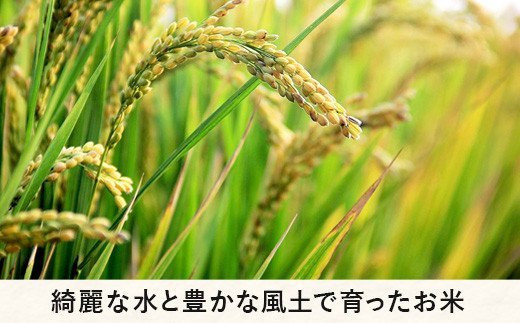 米 こしひかり 10kg × 3回 【 3か月 定期便 】( 令和5年産 ) 丸西農園 沖縄県への配送不可 2023年11月上旬頃から順次発送予定 コシヒカリ 白米 精米 お米 信州 54000円 予約 農家直送 長野県 飯綱町 [1045]