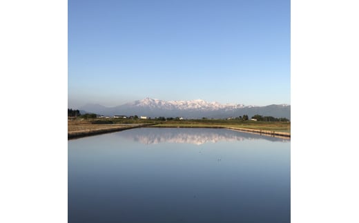 定期便6ヶ月連続発送（20kg×6回分）20kg 米 新潟県産 コシヒカリ  精白米 謙信秘蔵米  お米  こめ コメ おこめ おすすめ こしひかり 新潟 にいがた 新潟米 上越 上越産 上越米 ふるさと納税 定期便 人気