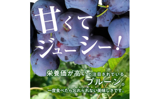 【先行予約】もぎたて 生プルーン 1.6kg(北海道余市町産)