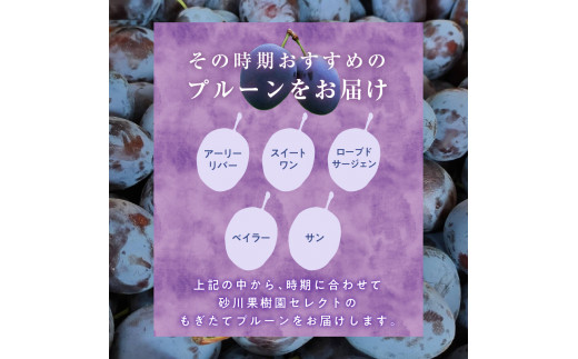 【先行予約】もぎたて 生プルーン 1.6kg(北海道余市町産)