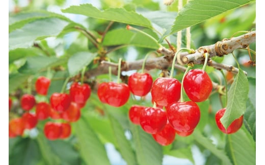 《先行予約》2025年 山形県産 紅秀峰 本詰め 約500g L~2L やまのべ多田耕太郎のさくらんぼ サクランボ F20A-046