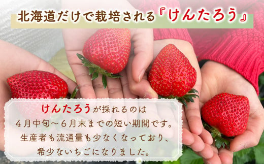 【2025.5月以降順次出荷】北海道 豊浦 いちご 小玉 けんたろう 250g×4パック1箱 約1kg【 ふるさと納税 人気 おすすめ ランキング 果物 いちごイチゴ 苺 けんたろう パック おいしい 美味しい 農園直送 採れたて 新鮮 産直 苺 ストロベリー  北海道 豊浦町 送料無料 】 TYUW001