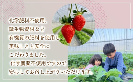 【2025.5月以降順次出荷】北海道 豊浦 いちご 小玉 けんたろう 250g×4パック1箱 約1kg【 ふるさと納税 人気 おすすめ ランキング 果物 いちごイチゴ 苺 けんたろう パック おいしい 美味しい 農園直送 採れたて 新鮮 産直 苺 ストロベリー  北海道 豊浦町 送料無料 】 TYUW001