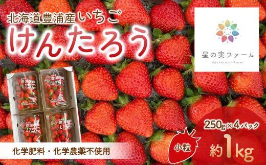 【2025.5月以降順次出荷】北海道 豊浦 いちご 小玉 けんたろう 250g×4パック1箱 約1kg【 ふるさと納税 人気 おすすめ ランキング 果物 いちごイチゴ 苺 けんたろう パック おいしい 美味しい 農園直送 採れたて 新鮮 産直 苺 ストロベリー  北海道 豊浦町 送料無料 】 TYUW001