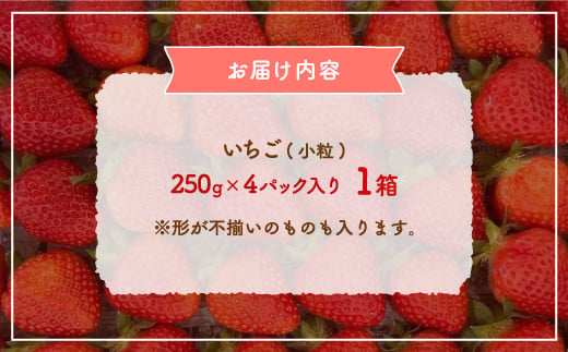 【2025.5月以降順次出荷】北海道 豊浦 いちご 小玉 けんたろう 250g×4パック1箱 約1kg【 ふるさと納税 人気 おすすめ ランキング 果物 いちごイチゴ 苺 けんたろう パック おいしい 美味しい 農園直送 採れたて 新鮮 産直 苺 ストロベリー  北海道 豊浦町 送料無料 】 TYUW001