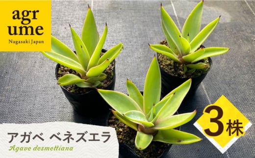 観葉植物 多肉植物 苗 植物 アガベ あがべ インテリア セット