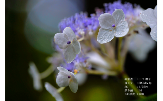 【ソニーEマウント用】SIGMA 105mm F2.8 DG DN MACRO｜Art