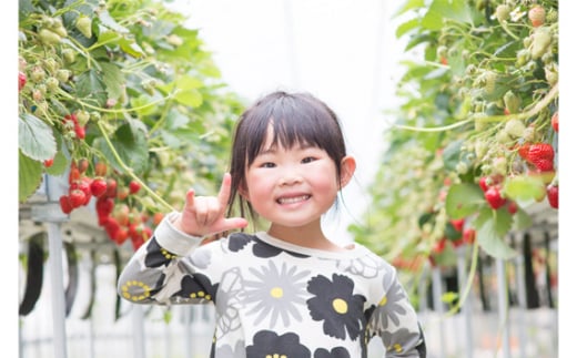 No.251 「あ・な・ば」かなんでいちご狩り体験　トリオ券 ／ チケット 苺 イチゴ狩り 食べ放題 大阪府