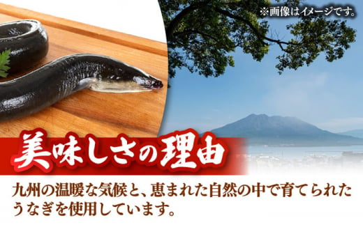 鹿児島産うなぎ 白焼2尾セット  国産 定期便