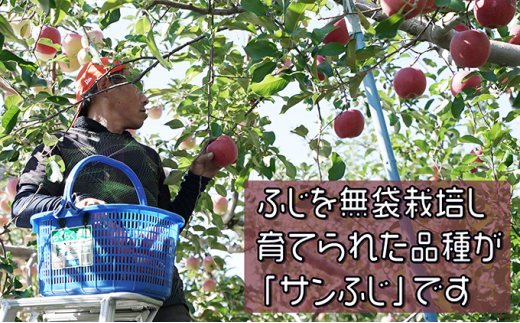 【11月下旬発送】 家庭用濃厚サンふじ約5kg　糖度13度以上【訳あり】青森津軽りんご