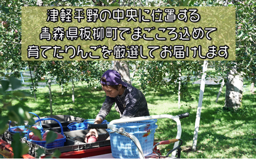 【11月下旬発送】 家庭用濃厚サンふじ約5kg　糖度13度以上【訳あり】青森津軽りんご