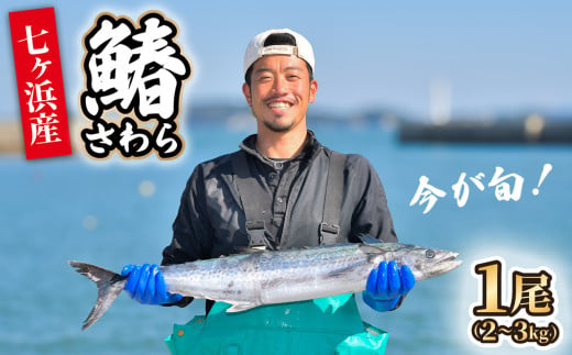 《 期間限定 / 数量限定 》七ヶ浜産 サワラ 鰆 1尾 ( 2〜3kg ) 《10月〜11月発送》｜ 宮城県 七ヶ浜町 漁協 漁師 七ヶ浜 さわら 刺身 西京焼き ムニエル 和食 焼き魚 国産 天然 新鮮 ｜jf-sw01-R6