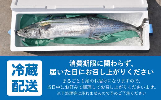 《 期間限定 / 数量限定 》七ヶ浜産 サワラ 鰆 1尾 ( 2〜3kg ) 《10月〜11月発送》｜ 宮城県 七ヶ浜町 漁協 漁師 七ヶ浜 さわら 刺身 西京焼き ムニエル 和食 焼き魚 国産 天然 新鮮 ｜jf-sw01-R6