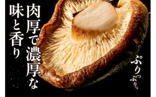 愛知県知多市産原木生椎茸 ／ しいたけ シイタケ 肉厚 希少 愛知県 特産品