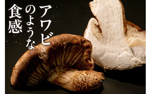 愛知県知多市産原木生椎茸 ／ しいたけ シイタケ 肉厚 希少 愛知県 特産品