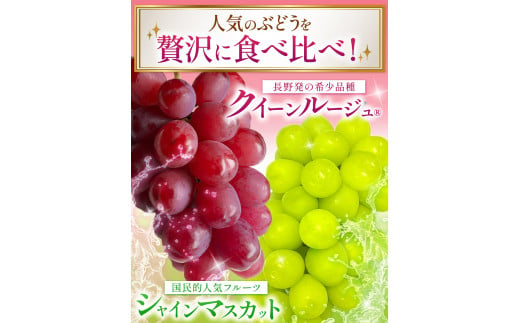  2024年発送 シャインマスカット＆クイーンルージュ®  3kg（各3房/計6房）家庭用 | 果物 くだもの フルーツ シャインマスカット クインルージュ 人気 家庭用 長野県 千曲市