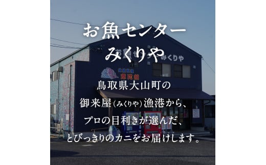 【北海道・沖縄・離島配送不可】【早期先行予約】ブランドタグ付高級生松葉ガニ（特大約1kgを1枚）OM-26 冷蔵発送 タグ付き 高級 生 活 活松葉ガニ 松葉がに かに 蟹 カニ 鳥取県境港 御来屋漁港 みくりや漁港 鳥取県日南町