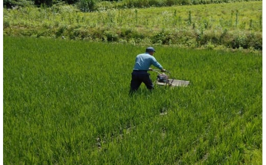 五城目町産 よざえもんの一等米・あきたこまち5kg（精米）【秋田県産】