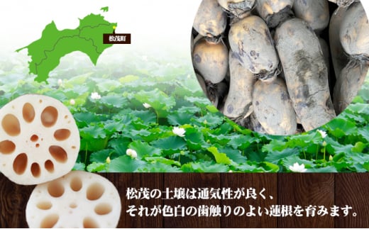 松茂町産　土付き蓮根 4kg