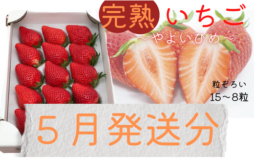 ※5月～順次発送※【粒ぞろい】立花苺園の完熟やよいひめ