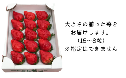 ※5月～順次発送※【粒ぞろい】立花苺園の完熟やよいひめ