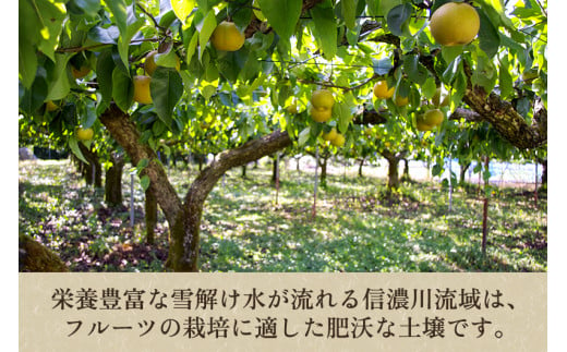 【2024年先行予約】新潟県産 和梨 新興 3kg（5～6玉） 《10月下旬以降発送》しんこう 果物 フルーツギフト 秋の味覚 加茂市 梨工房みつば会