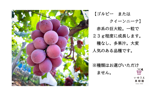 【令和6年産先行予約】 種なし高級ぶどう3色セット 計約2.1kg 《令和6年9月中旬～発送》 『いのうえ果樹園』 ぶどう 果物 フルーツ デザート 食べ比べ 山形県 南陽市 [1023]