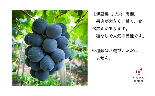 【令和6年産先行予約】 種なし高級ぶどう3色セット 計約2.1kg 《令和6年9月中旬～発送》 『いのうえ果樹園』 ぶどう 果物 フルーツ デザート 食べ比べ 山形県 南陽市 [1023]