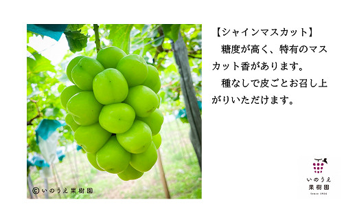 【令和6年産先行予約】 種なし高級ぶどう3色セット 計約2.1kg 《令和6年9月中旬～発送》 『いのうえ果樹園』 ぶどう 果物 フルーツ デザート 食べ比べ 山形県 南陽市 [1023]